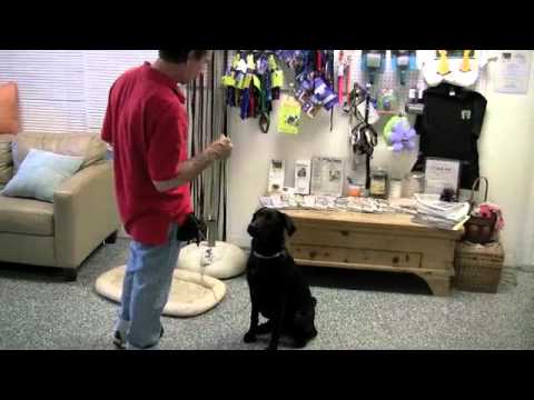 How to Clicker Train Your Dog