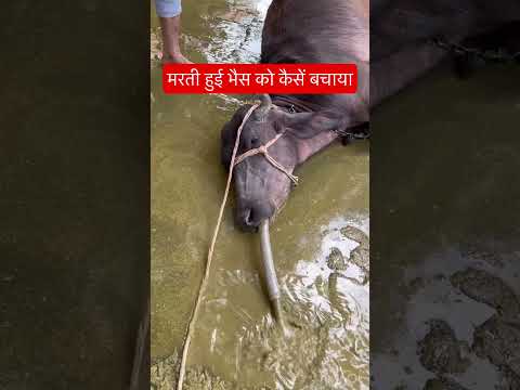 Impaction of rumen in buffalo l dr Umar khan