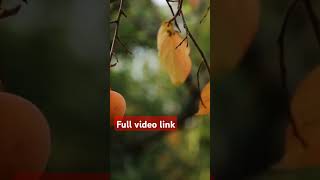 Cruising Australia - must know before you come #cruise #cruiselife #travel