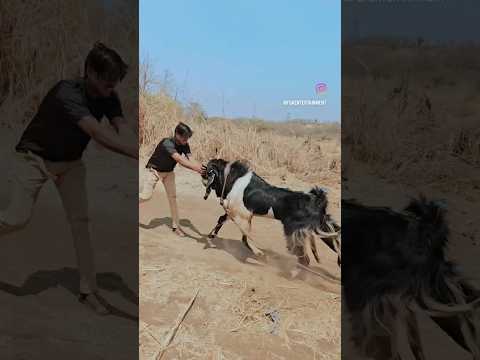 MD Goat Farm - The Kingdom of Andul Goats