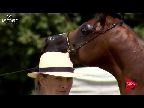 Strohen 2018 C Show - Class 8