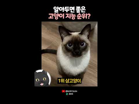 알아두면 좋은 고양이 지능 순위? 🤔