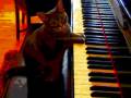 ADRIAN BELEW LOOKING FOR A UFO