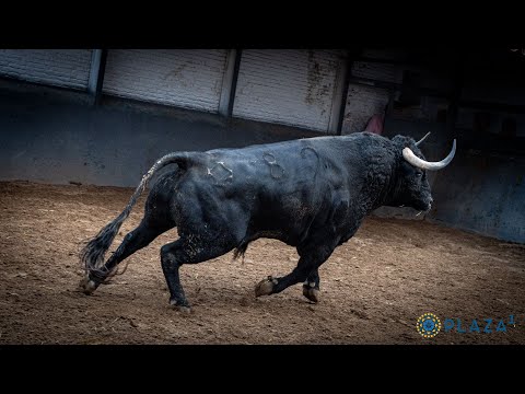 SORTEO | Toros de Puerto San Lorenzo y La Ventana del Puerto