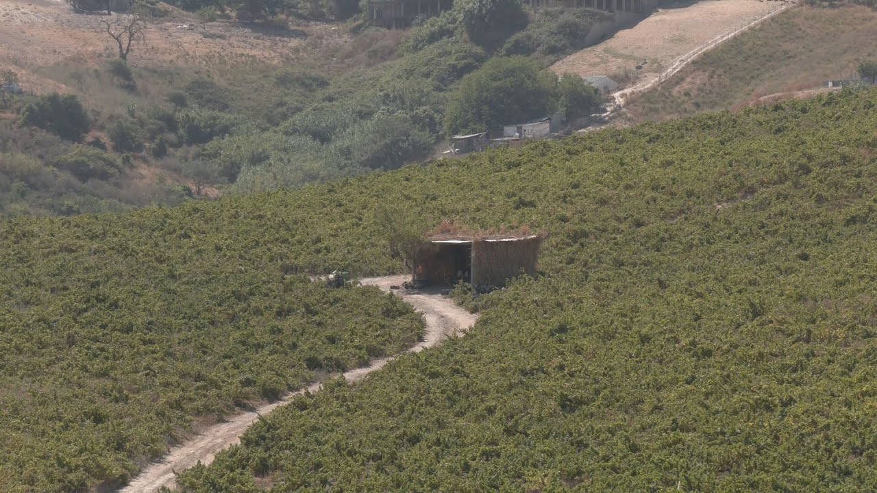 Apoyo municipal a los vinos de Manilva