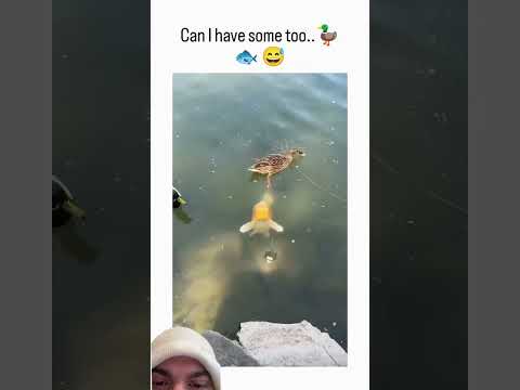 Fish are actually really smart animals