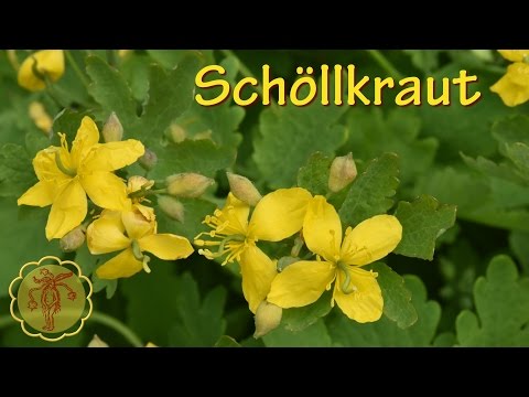 Das allergische Ekzem auf den Fingern der Hände Das Ekzem des Bades aus dem Meersalz