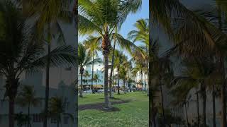 My Favourite Place to Spend Time in Miami Pre-Cruise! #Shorts