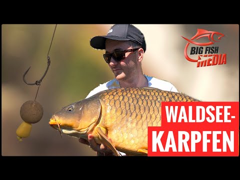 Auf Karpfen am Waldsee: Knallharte Drills und tolle Fische
