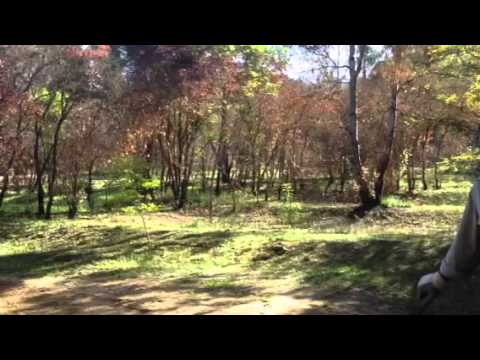 Salvo Sinagra. Riprendiamoci il bosco Bellia