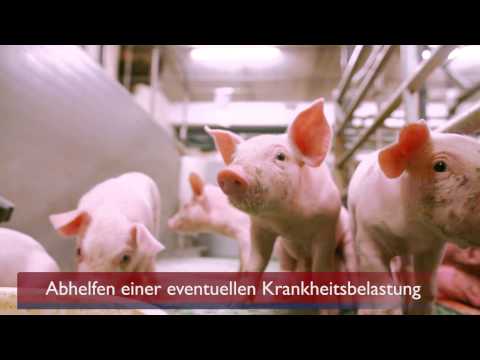 Slachtsauen und Restferkel | VAEX Schweine- und Viehhandel GmbH