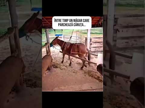 Eu în timpul orelor de conducere vs acest măgar #parcare #parking #relatable