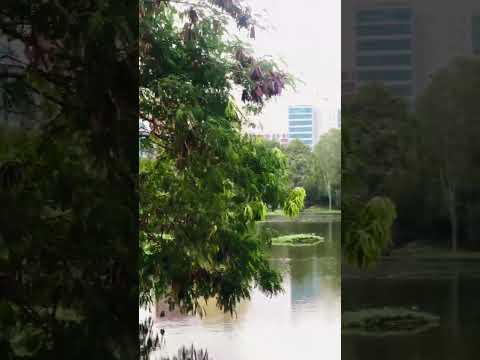 Bangalore Vibe🕊️💚#trending #Nature#Noofaspeace