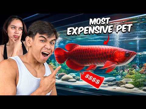 BUYING MOST EXPENSIVE FISH sa BG HOUSE - Super Red Arowana