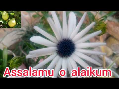 #moreviwesandsubscribers#youtube# tour my beautiful garden flowers 🌹