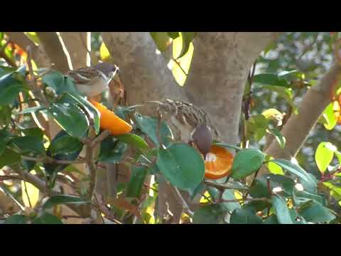 羽のような小さな歌手を庭に呼び寄せたいが、春に鳥に餌をやる方法を知る必要がある  庭園