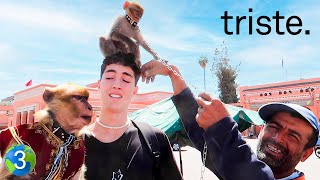 Pobres Animalitos :( - Vuelta Al Mundo En 80 Días