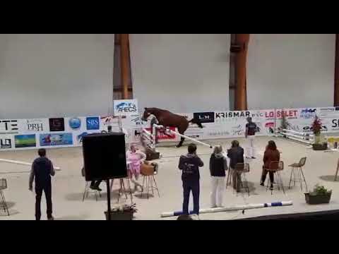 Élégance de Bellignies (Eldorado Van De Zeshoek x Quidam de Revel) 2 years old mare