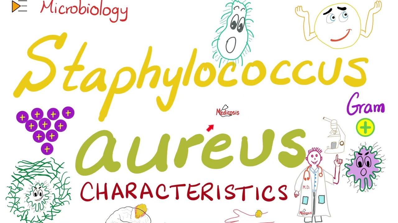 Staphylococcus aureus Characteristics | Microbiology 🧫 & Infectious Diseases 🦠 - YouTube