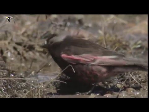 A Black Rosy-Finch foraging