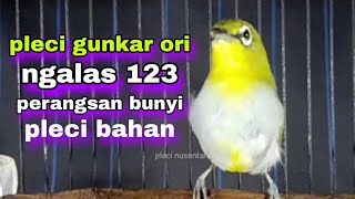 Download lagu Pleci Buxtoni Gunkar Ori Ngalas 123 Buat Pancingan Perangsang Bunyi mp3