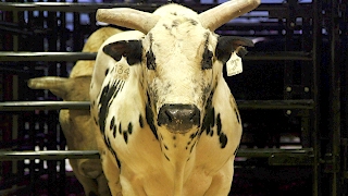 These superstar bucking bulls are worth up to $500,000