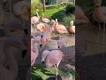 Chilean Flamingos Squawking At San Francisco Zoo