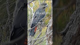 シドニー･ブルーマウンテンズの野鳥｜癒しの森歩き