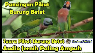 Download lagu SUARA PIKAT - PANCINGAN SUARA PIKAT BURUNG BETET SUARA JERNIH DIJAMIN PALING AMPUH mp3