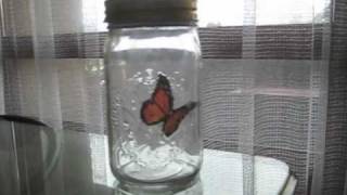 Butterfly in a Jar  *SPOILER ALERT*