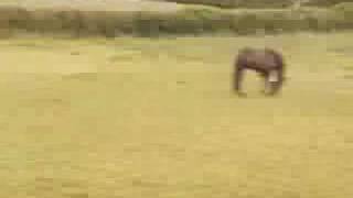 Albert Hammond Jr - cartoon music for superheroes