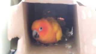 Sun Conure: Seduction Dance