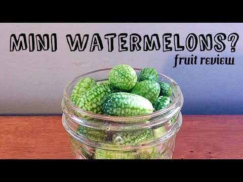 download lagu mp3 mp4 Mexican Melon, download lagu Mexican Melon gratis, unduh video klip Mexican Melon