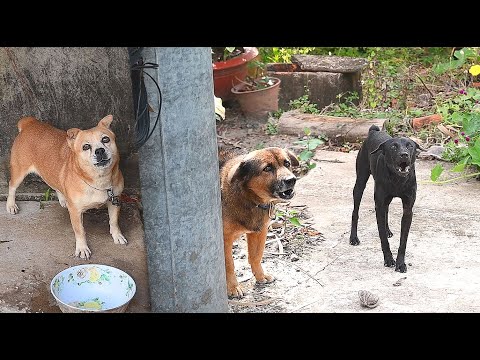 Tiếng Chó Sủa Gâu Gâu/Linh QTV