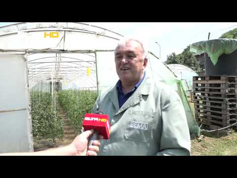 BL HRONIKA 15 06 21 - PLASTENIK BEMA