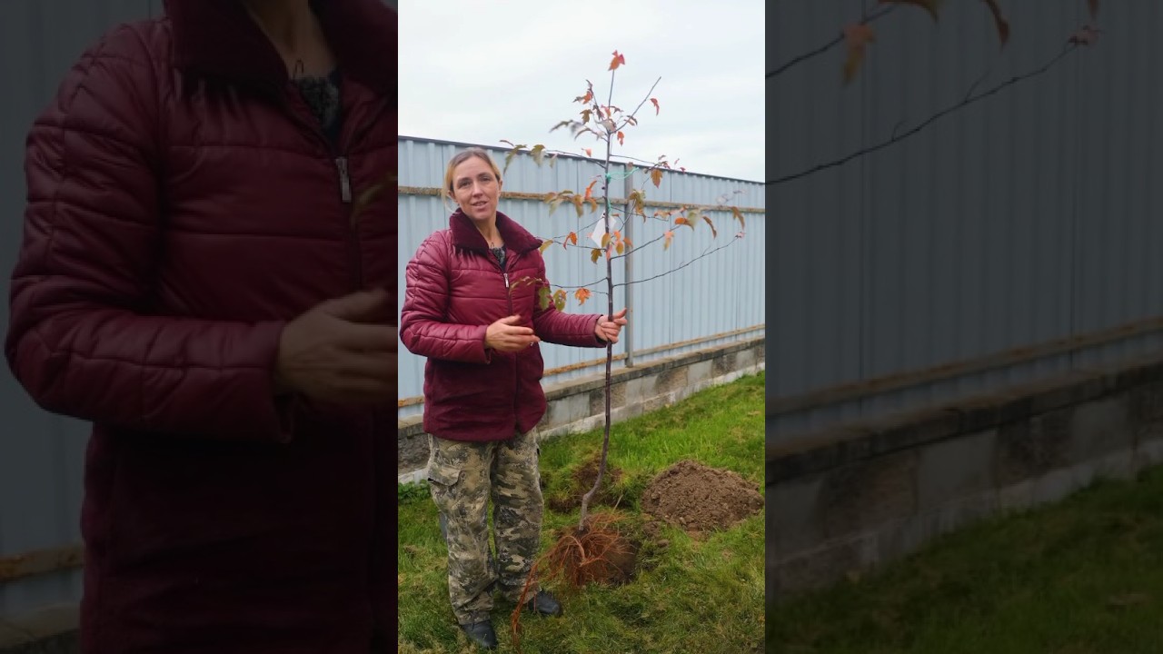 Весной затмит сакуру, а осенью посоревнуется с клёнами! Сажаем яблоню Карунак