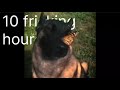 i have no enemy dog (dog with butterfly on nose) 10 HOURS (sped up)