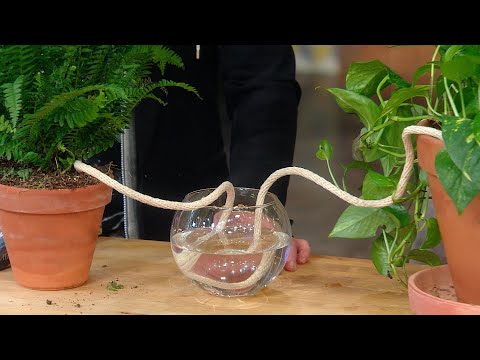 Self-Watering Plant Hack | Plant Doctor Hilton Carter