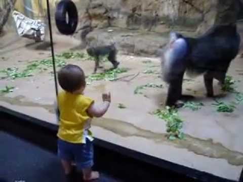 Baboon (Mandrill) vs. Toddler