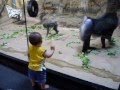 Baboon Mandrill Vs Toddler