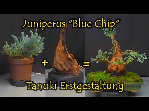 Juniperus "Blue Chip"  Erstgestaltung Tanuki