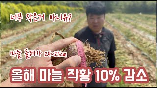 올해 마늘 전년보다 10% 수확량 감소 된 거 같아요!!! 일황오지...