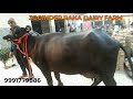 JRDF Murrah Buffalo For Sale Price 1 50 000 18 Ltr Milk