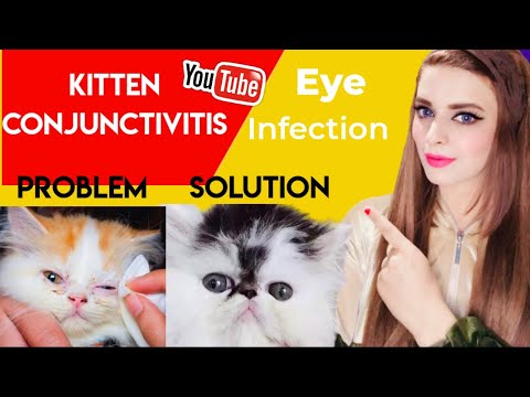 How To Treat Cat Eye Infection | Kitten Eye Conjunctivitis | Runny Eyes Swollen Eyes