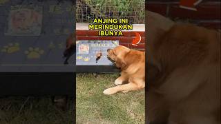 Download lagu This Dog Really Misses His Mom 😭🐶 #shorts #dog mp3