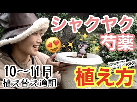 鉢植えの牡丹を咲かせる方法