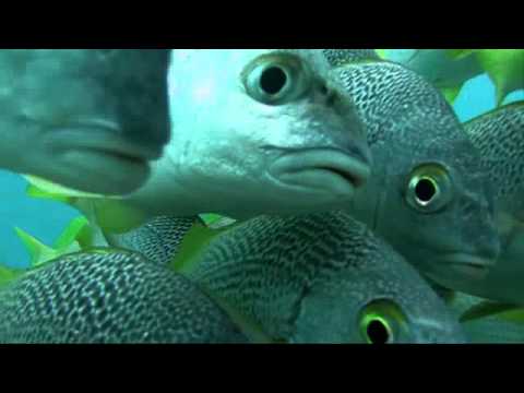 Beneath the Waters of the Galapagos Islands