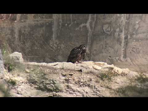 Eurasian Eagle-Owl | Oehoe