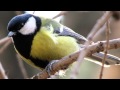 Звуки Природы. Пение птиц - Большая Синица - Звуки птиц. 