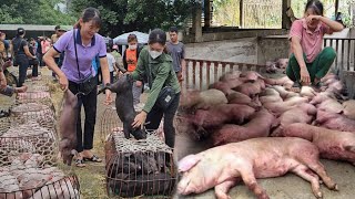 Warning: Consequences of mass deaths of pigs due to buying pigs from the market to raise. ( Ep 233 )